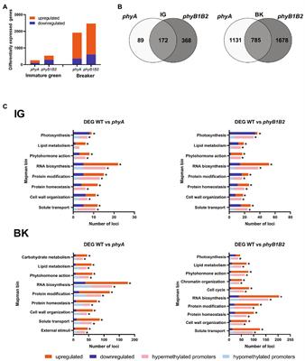 Phytochrome-Mediated Light Perception Affects Fruit Development and Ripening Through Epigenetic Mechanisms